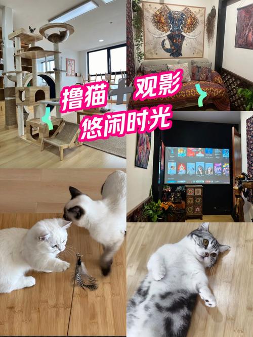 策驰影院 网站的相关介绍