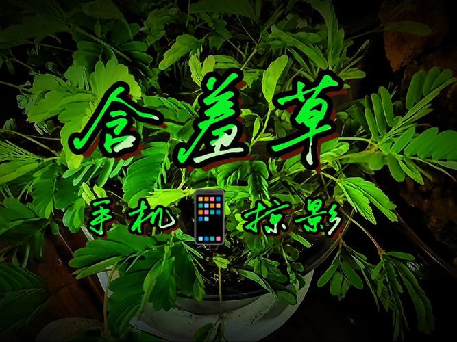 嗯嗯啊啊高h调教的相关介绍